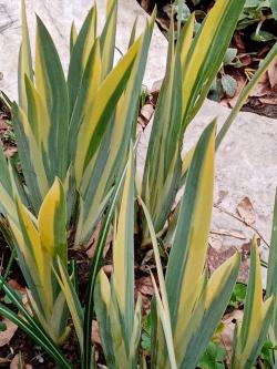 Perene: Perunika sarena(Iris Argentea Variegata)